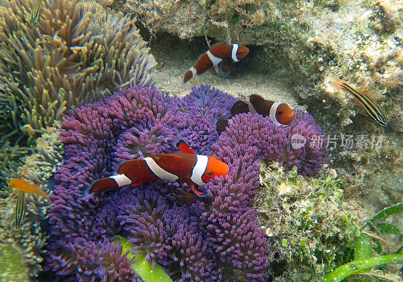 橙色小丑鱼(Amphiprion percula)穿着紫色海葵